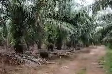 Kampung Sri Cheeding