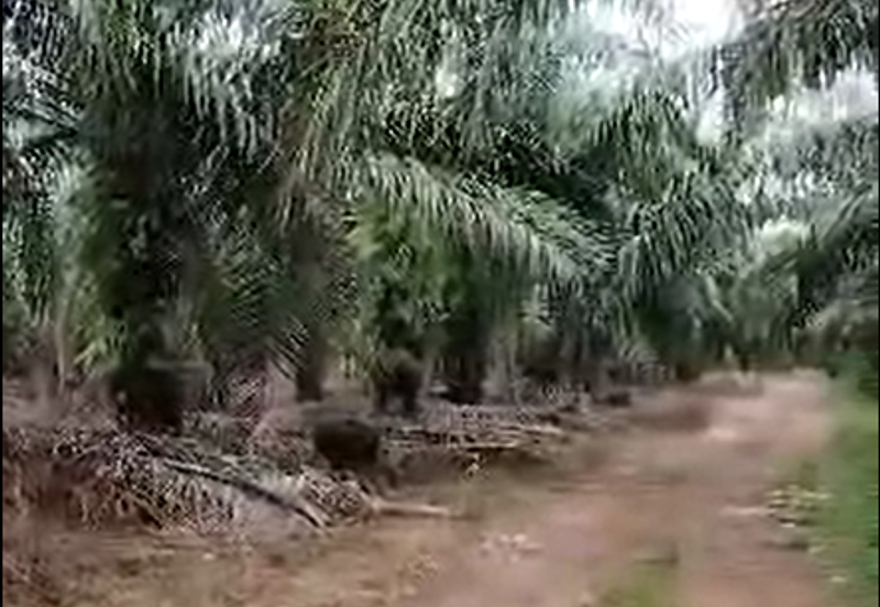 Kampung Sri Cheeding