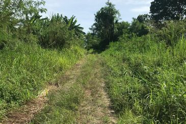 REVOLUSI HIJAU JOHAN SETIA