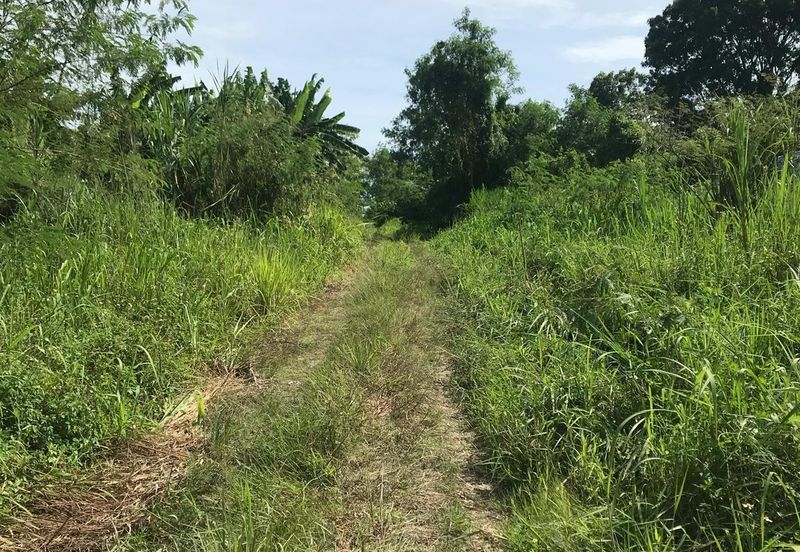 REVOLUSI HIJAU JOHAN SETIA