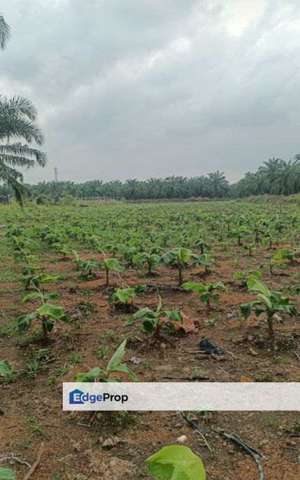 Agricultural Land at Morib, Kuala Langat for Sale, Selangor, Banting