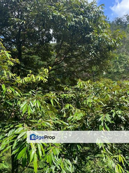 2.77 acres Durian Plantation, Broga, Lenggeng, Semenyih for Sale, Selangor, Semenyih