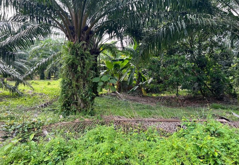 2.33 ac Agricultural land, Telok Mengkuang
