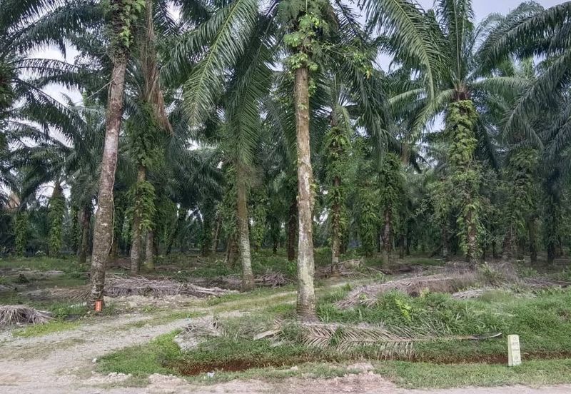 Jenjarom Industrial Park