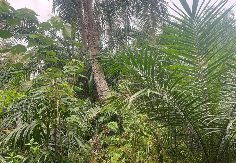 Sungai Kelambu, Banting 