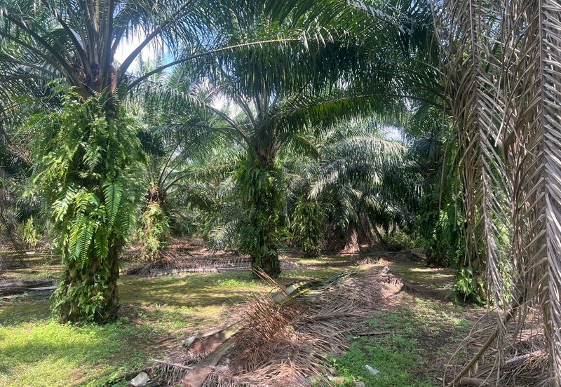 2 Acres Residential Zoning Land, Jalan Punia, Kampung Kebun Baru, Telok Panglima Garang for Sale