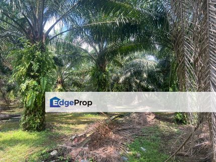 2 Acres Residential Zoning Land, Jalan Punia, Kampung Kebun Baru, Telok Panglima Garang for Sale, Selangor, Telok Panglima Garang