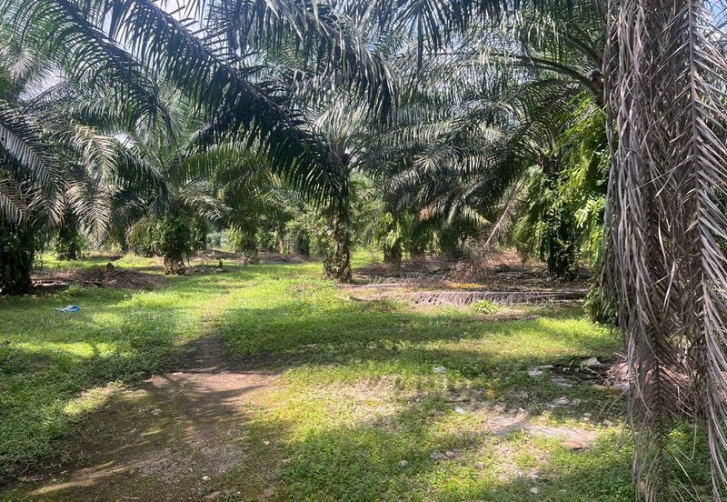 2 Acres Residential Zoning Land, Jalan Punia, Kampung Kebun Baru, Telok Panglima Garang for Sale