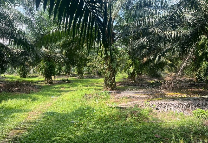 2 Acres Residential Zoning Land, Jalan Punia, Kampung Kebun Baru, Telok Panglima Garang for Sale