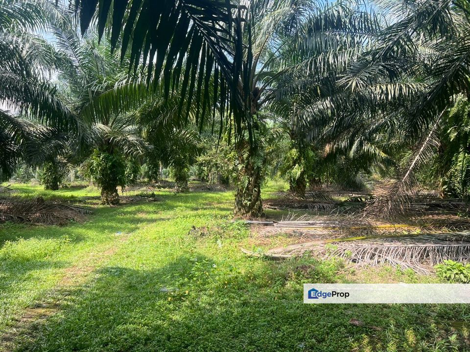 2 Acres Residential Zoning Land, Jalan Punia, Kampung Kebun Baru, Telok Panglima Garang for Sale, Selangor, Telok Panglima Garang