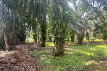 2 Acres Residential Zoning Land, Jalan Punia, Kampung Kebun Baru, Telok Panglima Garang for Sale