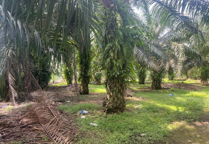 2 Acres Residential Zoning Land, Jalan Punia, Kampung Kebun Baru, Telok Panglima Garang for Sale