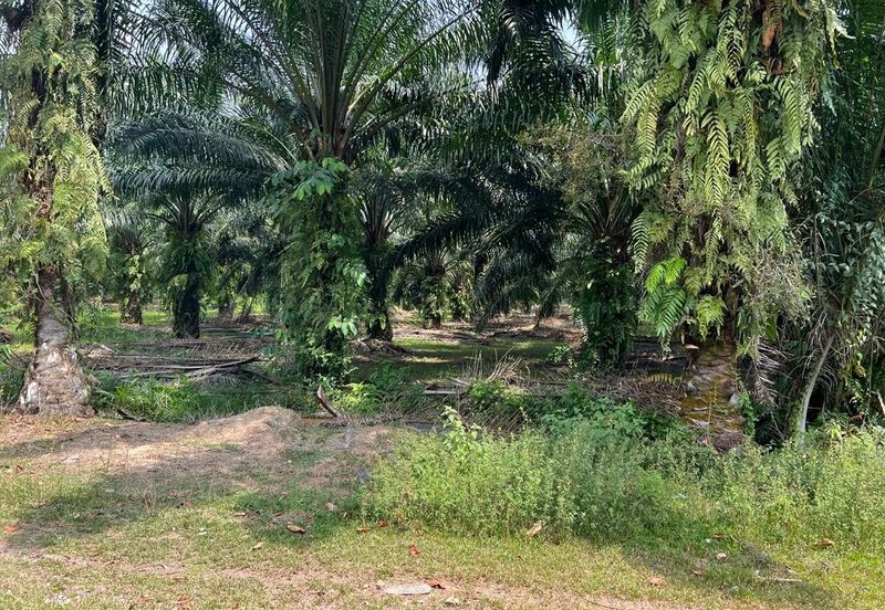 2 Acres Residential Zoning Land, Jalan Punia, Kampung Kebun Baru, Telok Panglima Garang for Sale