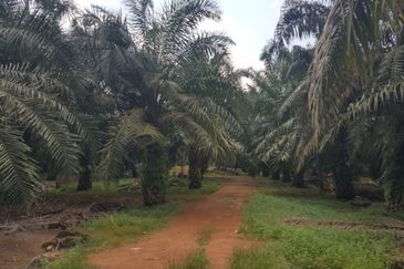 Freehold Industrial Land, Batu 20 Jalan Raja Abdullah, Jeram for Sale