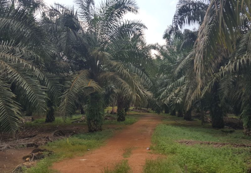 Freehold Industrial Land, Batu 20 Jalan Raja Abdullah, Jeram for Sale