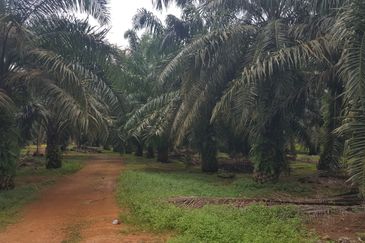 Freehold Industrial Land, Batu 20 Jalan Raja Abdullah, Jeram for Sale