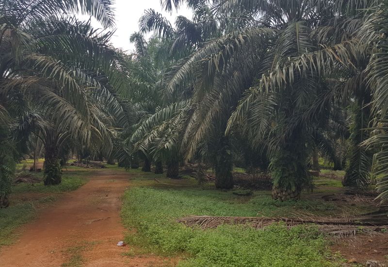 Freehold Industrial Land, Batu 20 Jalan Raja Abdullah, Jeram for Sale