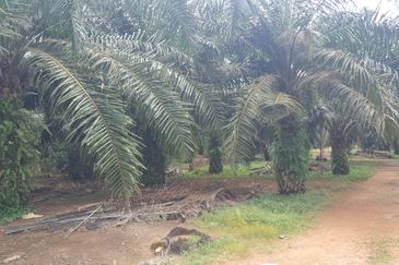 Freehold Industrial Land, Batu 20 Jalan Raja Abdullah, Jeram for Sale