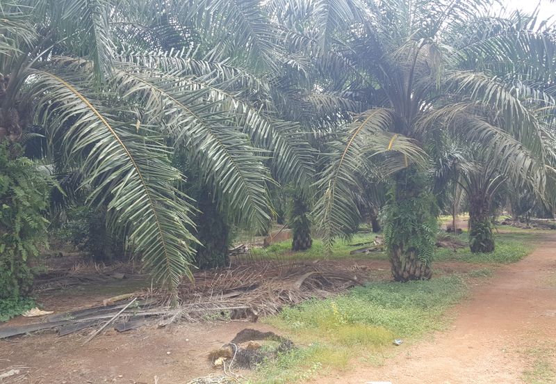 Freehold Industrial Land, Batu 20 Jalan Raja Abdullah, Jeram for Sale