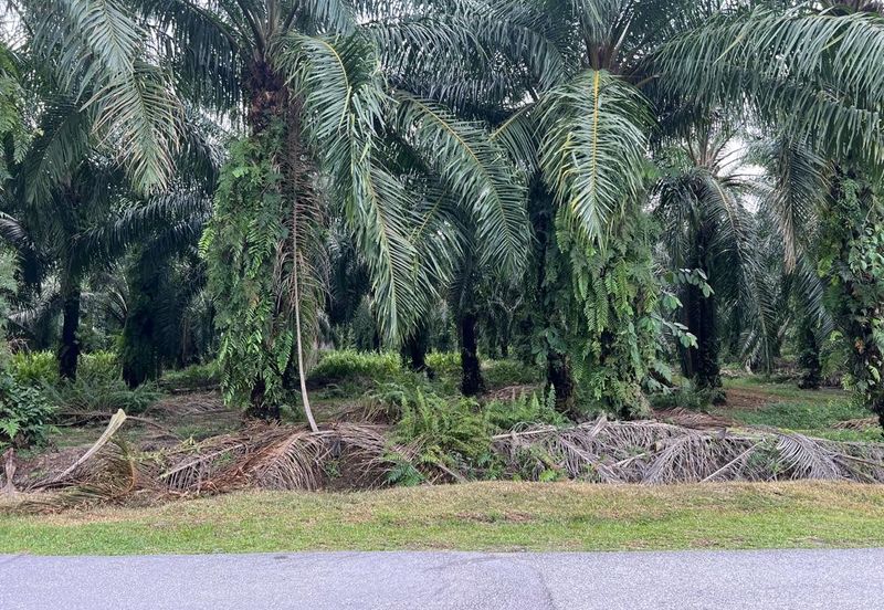 Industrial Zoning Land, Olak Lempit Tanjung Dua Belas, Bukit Changgang Banting, Kuala Langat for Sale