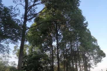 Taman Tun Dr Ismail (TTDI)