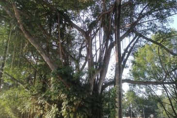 Taman Tun Dr Ismail (TTDI)