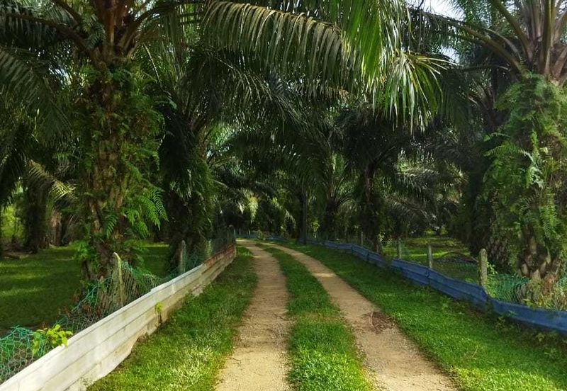 KAWASAN SUNGAI BUAYA