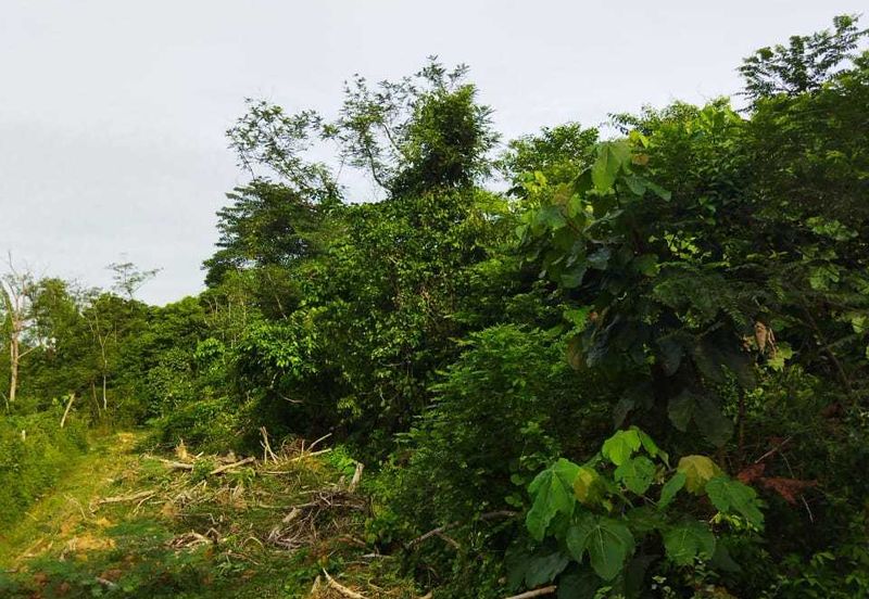 KAWASAN SUNGAI BUAYA
