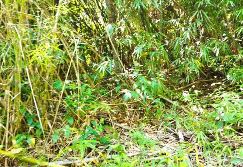 6.1 Ekar Janda Baik Bentong Pahang. Sesuai untuk dusun durian