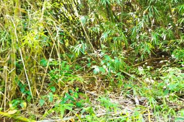 6.1 Ekar Janda Baik Bentong Pahang. Sesuai untuk dusun durian