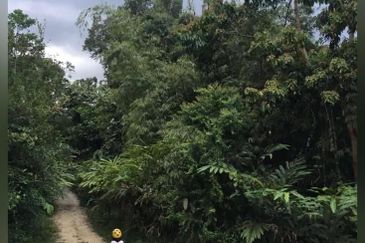 6.1 Ekar Janda Baik Bentong Pahang. Sesuai untuk dusun durian