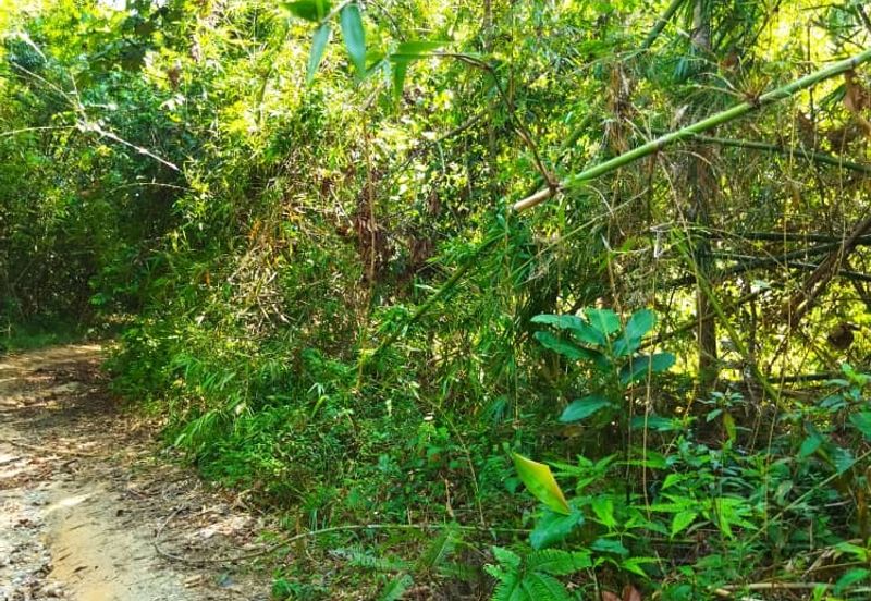 6.1 Ekar Janda Baik Bentong Pahang. Sesuai untuk dusun durian