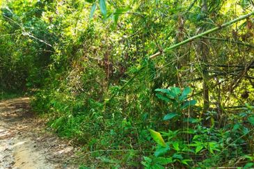 6.1 Ekar Janda Baik Bentong Pahang. Sesuai untuk dusun durian