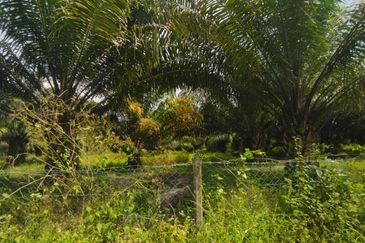 Tanah 4 Ekar Non Bumi Ulu Yam Batang Kali. Landai.