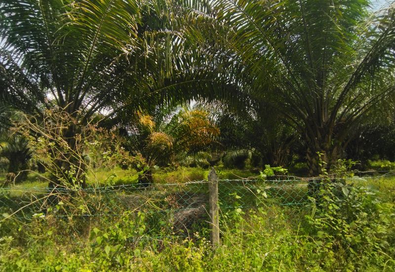 Tanah 4 Ekar Non Bumi Ulu Yam Batang Kali. Landai.