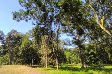 2 Ekar Tanah Dusun Buahan Batu Penunggul Jln Genting Batang Kali