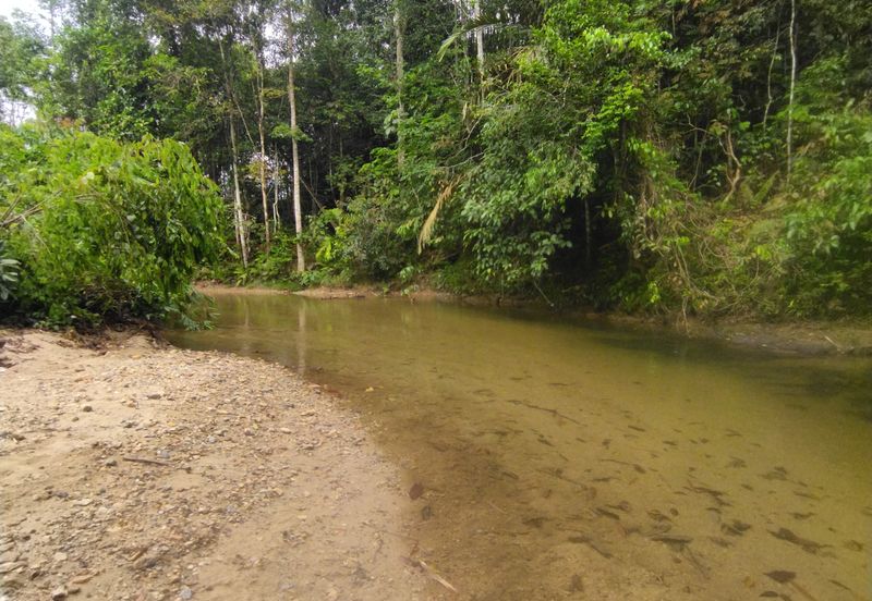 Batang Kali Malay Reservation