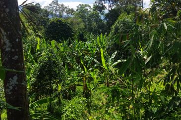 Batang Kali Malay Reservation