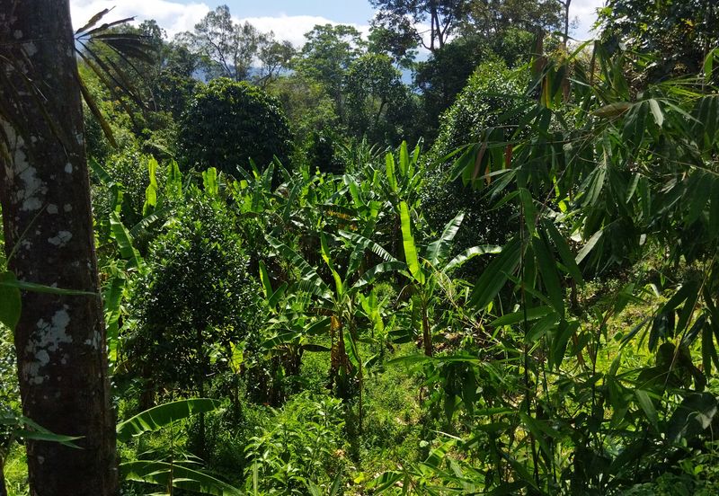 Batang Kali Malay Reservation