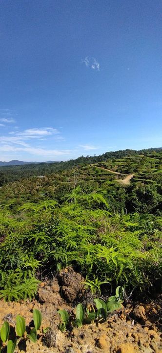 6  Ekar Tanah Pertanian Hulu Rening Batang kali. , Selangor, Hulu Selangor