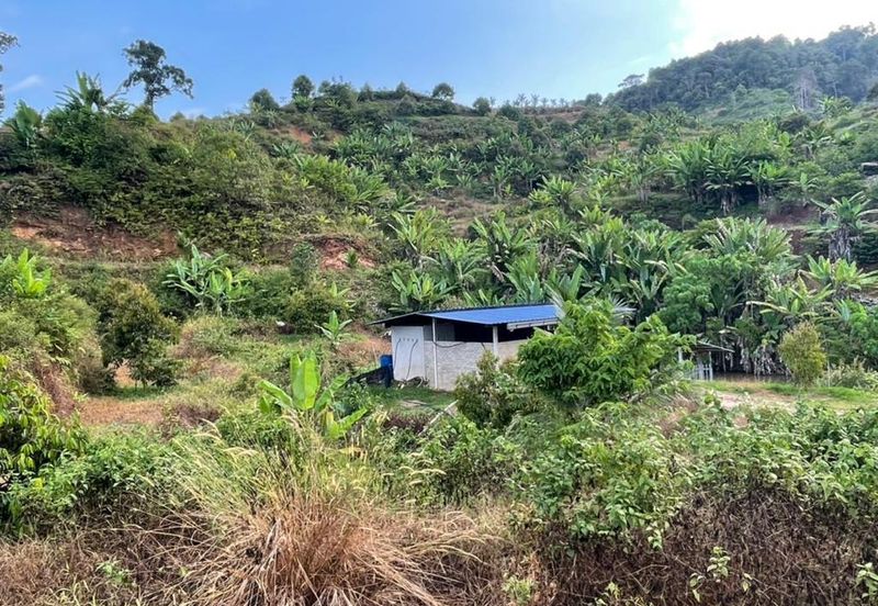 8.5 acres Musang King Orchard Land Semantan Ulu Pahang