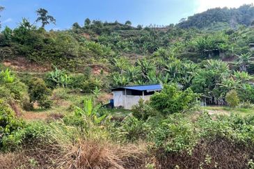 8.5 acres Musang King Orchard Land Semantan Ulu Pahang