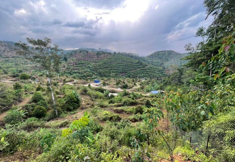 8.5 acres Musang King Orchard Land Semantan Ulu Pahang