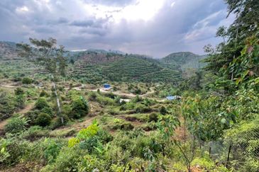 8.5 acres Musang King Orchard Land Semantan Ulu Pahang