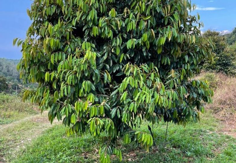 8.5 acres Musang King Orchard Land Semantan Ulu Pahang