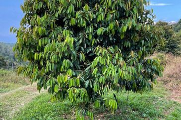 8.5 acres Musang King Orchard Land Semantan Ulu Pahang
