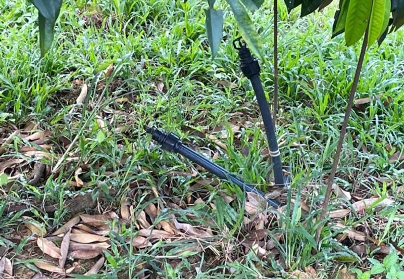 8.5 acres Musang King Orchard Land Semantan Ulu Pahang