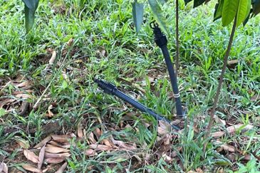 8.5 acres Musang King Orchard Land Semantan Ulu Pahang