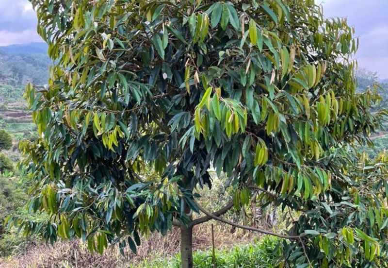 8.5 acres Musang King Orchard Land Semantan Ulu Pahang