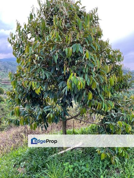 8.5 acres Musang King Orchard Land Semantan Ulu Pahang, Pahang, Raub